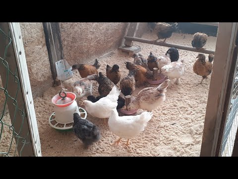 Видео: Переселяем цыплят (1,5 мес)  в курятник...