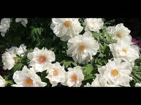 Видео: ПИОН ДРЕВОВИДНЫЙ. ОБРЕЗКА