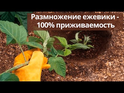 Видео: Размножение ежевики - 100% приживаемость. Простой и быстрый способ.