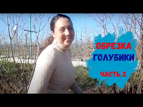 Видео: Обрезка голубики кусты 7 лет. Часть 2