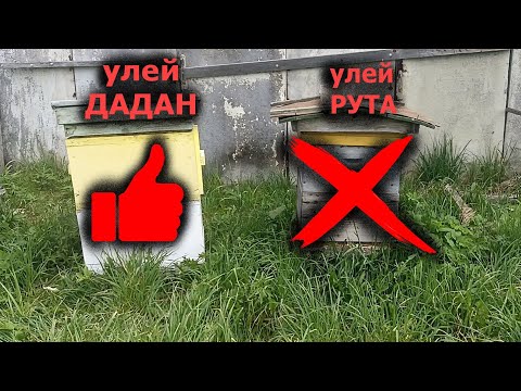 Видео: Пчеловодство - Персадил семью и убрал последний улей Рута.