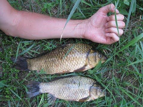 Видео: ОГРОМНЫЕ караси и сазаны НА МОРЕ. Откуда здесь такая рыба? Рыбалка в Новопетровке (Бердянск), Берда