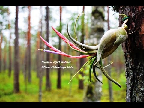 Видео: TILLANDSIA CAPUT - MEDUSAE: описание и основы ухода