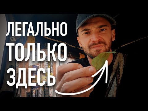 Видео: У меня ОТКАЗАЛИ ТОРМОЗА. Пробую листья КОКИ.