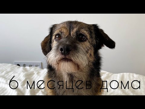 Видео: как дела у Куки? полгода дома