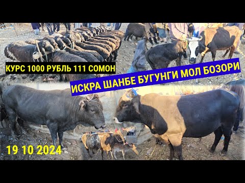 Видео: ИСКРА ШАНБЕ БУГУНГИ 🐄 МОЛ БОЗОРИ КУРС 1000 РУБИЛ 111 СОМОН 🐏 КУЙ  ЭЧКИ КАТА МОЛ МАЕДА МОЛ 19 10 2024