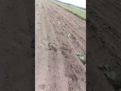 Видео: Йде війна, та працювати треба.Перша культивація міжряддя гарбуза 2022.
