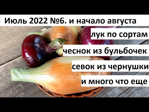 Видео: Июль 2022 №6 и начало августа. Лук по сортам. Урожай чеснока и многое другое.