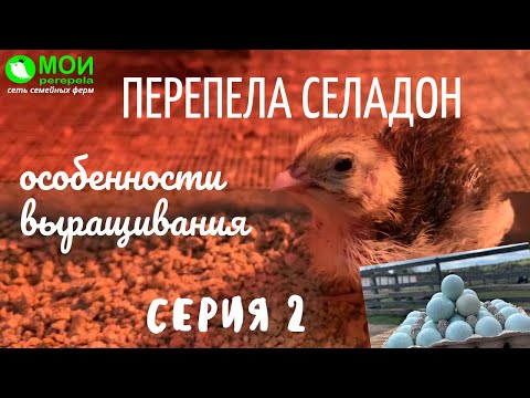 Видео: Перепела Селадон. Особенности выращивания. Серия 2. МОИ перепела