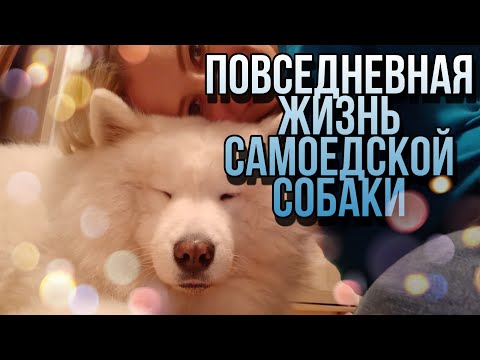 Видео: Повседневная жизнь моей собаки | Самоед Миша и мы