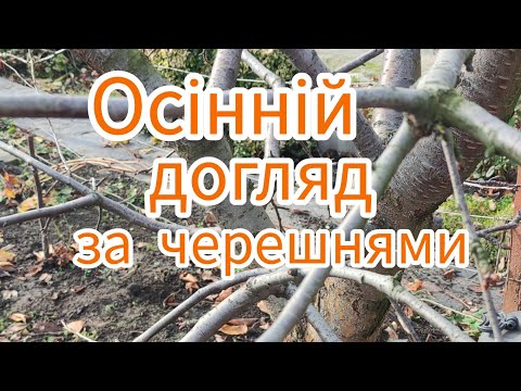 Видео: Осінній догляд за черешнями