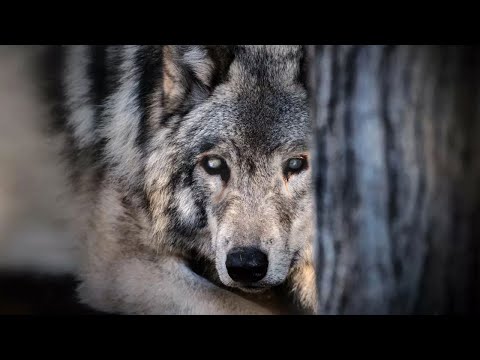 Видео: Слепая волчица пришла умирать в сырой подвал, но это был ещё не конец!