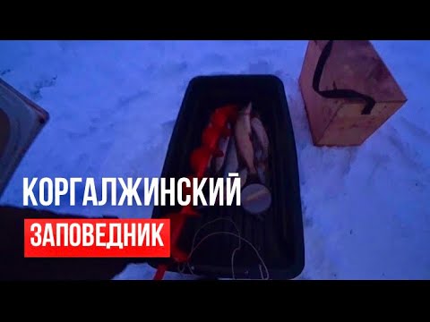 Видео: Коргалжынский заповедник: зимняя рыбалка перед стихией