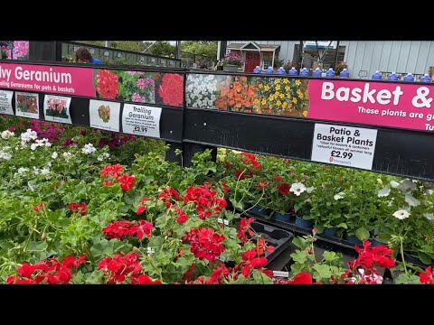 Видео: Pelargonium PAC Пеларгонии Плющелистные Серии PAC ! Обзор сортов. London