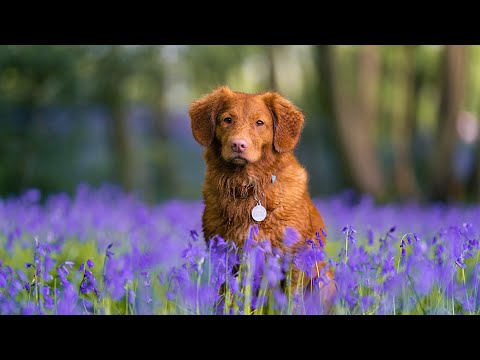 Видео: Yспокаивающая музыка для нервов 🐶 моя собака 🐶лечебная музыка для сердца и сосудов, музыка для души