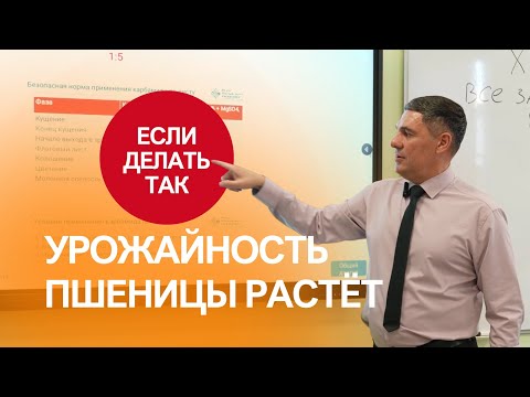 Видео: Схемы увеличения урожайности пшеницы в Сибири: удобрения, техника, ошибки | Сергий Ризанов