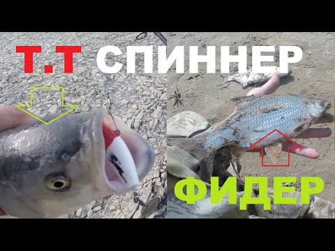 Видео: Жерех - спиннер. Подуст - фидер.