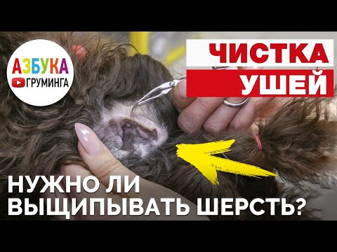 Видео: Как почистить уши собаке? Нужно ли выдергивать шерсть?