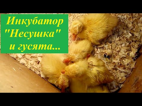 Видео: Инкубатор "Несушка" и гусята...