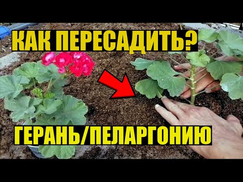 Видео: Пересадка пеларгонии - 2 способа. Нюансы.