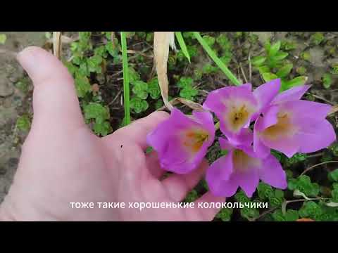 Видео: Уже мороз, уже зима, а они только, только, начинают распускаться