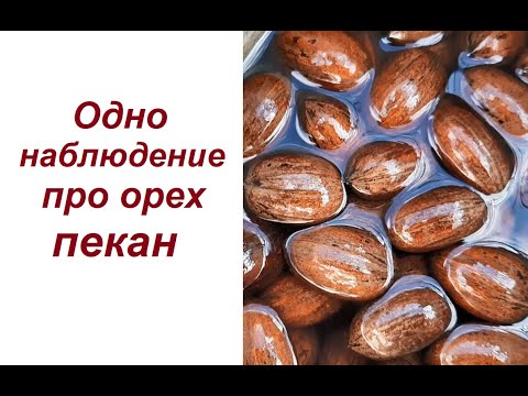 Видео: Одно наблюдение про орех пекан