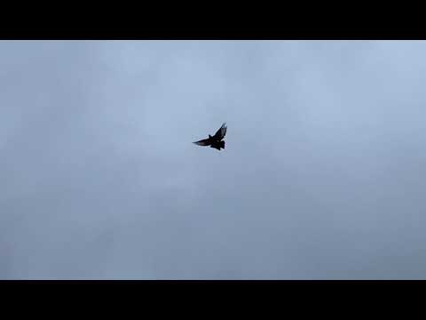 Видео: Голуби.тренировка 1 серия.13.10.2025г