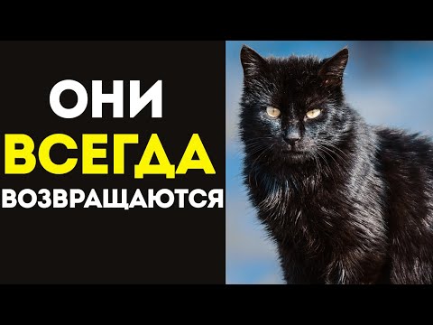Видео: 🐱 Что делать, если ваша кошка ПОТЕРЯЛАСЬ 100% способ вернуть питомца домой!