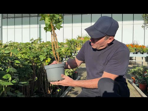 Видео: Огляд Саджанців у Німеччині Pflanzen Richter | Сімейний Влог | Ми з Бахмута 