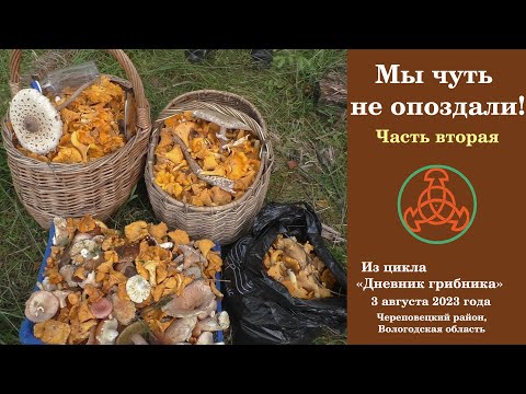 Видео: Мы чуть не опоздали! Часть вторая. "Дневник грибника" 3 августа 2023 года.