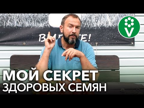 Видео: СБОР СЕМЯН ТОМАТОВ С СЕКРЕТОМ, который спасет от болезней в следующем году