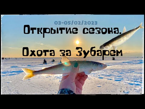 Видео: Азиатская Корюшка(Зубарь)о.Сахалин/ Asian Smelt, Sakhalin island