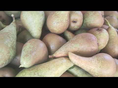 Видео: Коли збирати Конференцію та Талгарську красуню?