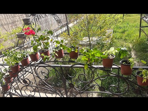 Видео: Бугенвиллея гули тез усиши учун нима килиш керак?