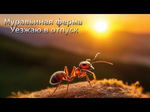 Видео: Муравьиная ферма. Уезжаю в отпуск. Обзор колоний