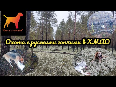 Видео: Охота с русскими гончими в ХМАО. Рг - Айда. Октябрь. 2023.