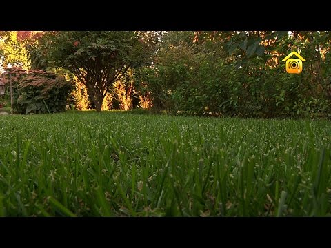 Видео: Уход за газоном. Советы ландшафтного дизайнера // FORUMHOUSE