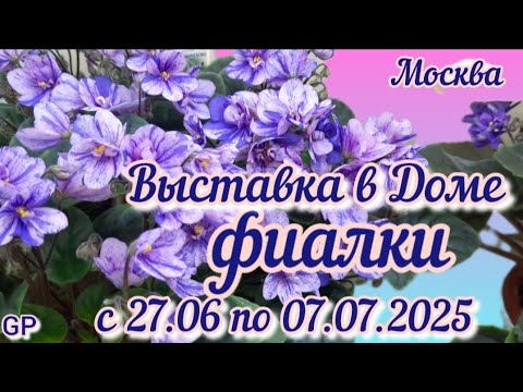 Видео: Выставка в Доме Фиалки с 26 июня по 7 июля 2025г. "Парад звёзд" #выставкафиалок #galinapodleskikh