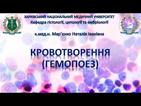 Видео: Кровотворення (гемопоез). Гістологія