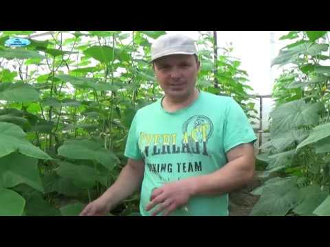 Видео: ВЫРАЩИВАНИЕ ОЧЕНЬ РАННИХ ОГУРЦОВ. ЧАСТЬ 2
