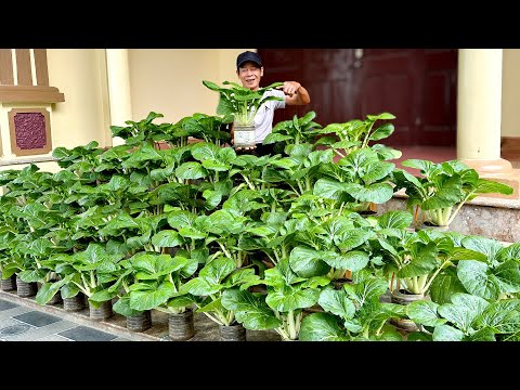 Видео: 99% людей, которые попробовали этот метод, больше никогда не покупали овощи!