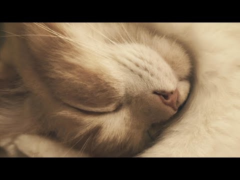 Видео: 🍂 удача обожает тебя