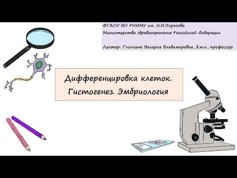 Видео: Гистология. Глинкина В.В. РНИМУ им. Н.И.Пирогова (4 тема)