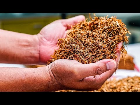 Видео: Кубински пури! Златото на Куба. Част III