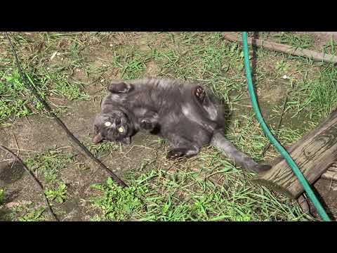 Видео: Вот это урожай😁//