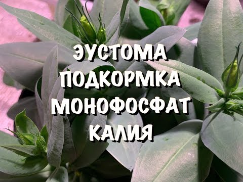 Видео: 🌺ЭУСТОМА🌺ПОДКОРМКА🌺МОНОФОСФАТ КАЛИЯ🌺