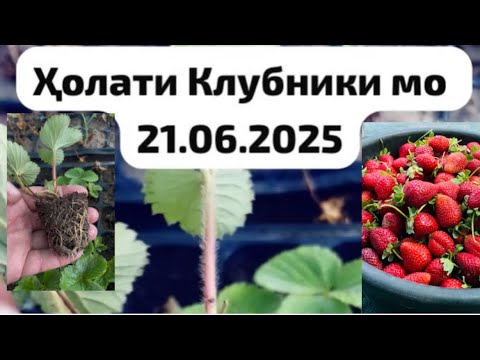 Видео: Заказ Рассада (нихол)+992006885619 ш.Бохтар назди Бозори Хочи Шариф нархи Ниҳол 1.4 дирам 1 сомон