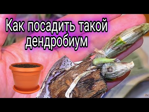 Видео: Как посадить орхидею дендробиум/Dendrobium Orchids на примере Den  White Doremee и Den Orange Peach🌱