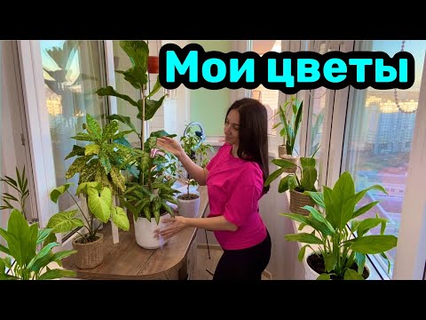 Видео: Мои цветы 🌸 ФИКУС ЛИРАТА / Комнатные цветы!