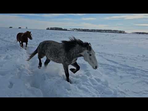 Видео: Жеребец Балхаш уехал в Балхаш. Проверка табуна после лютого (беспощадного) мороза.